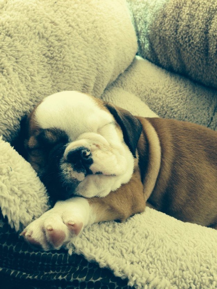 Illustration de l'article : Faites le plein de bonne humeur avec ces 26 photos de chiots ultra mignons