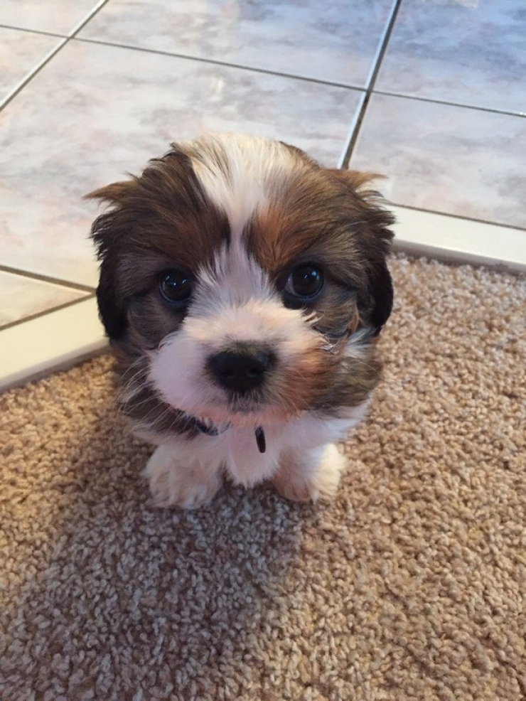 Illustration de l'article : Faites le plein de bonne humeur avec ces 26 photos de chiots ultra mignons