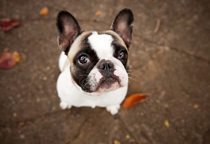 Illustration de l'article : Faites le plein de bonne humeur avec ces 26 photos de chiots ultra mignons