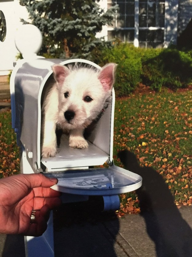 Illustration de l'article : Faites le plein de bonne humeur avec ces 26 photos de chiots ultra mignons