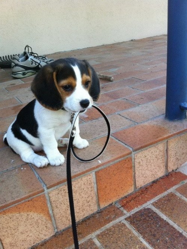 Illustration de l'article : Faites le plein de bonne humeur avec ces 26 photos de chiots ultra mignons