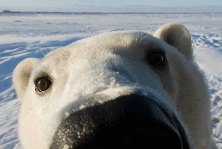 Illustration de l'article : Côté selfies, ces 14 animaux n'ont rien à envier aux humains
