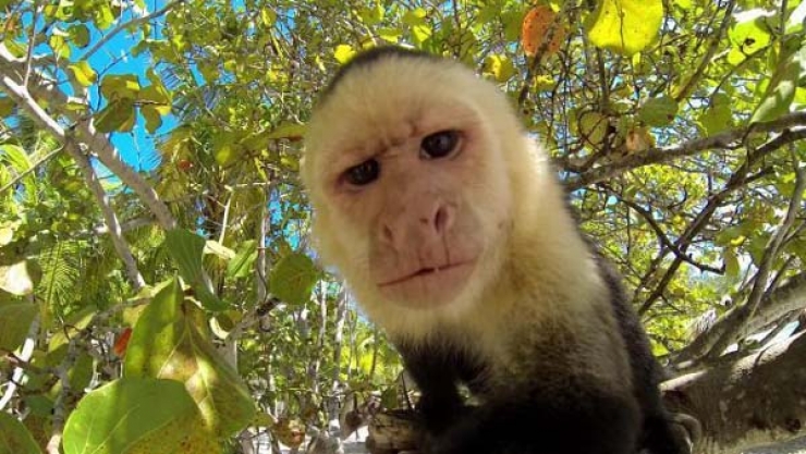 Illustration de l'article : Côté selfies, ces 14 animaux n'ont rien à envier aux humains