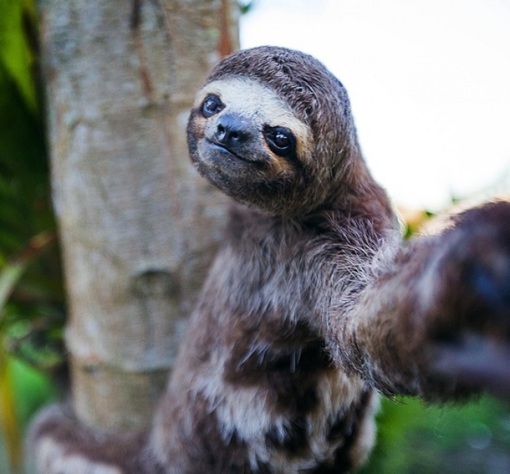 Illustration de l'article : Côté selfies, ces 14 animaux n'ont rien à envier aux humains