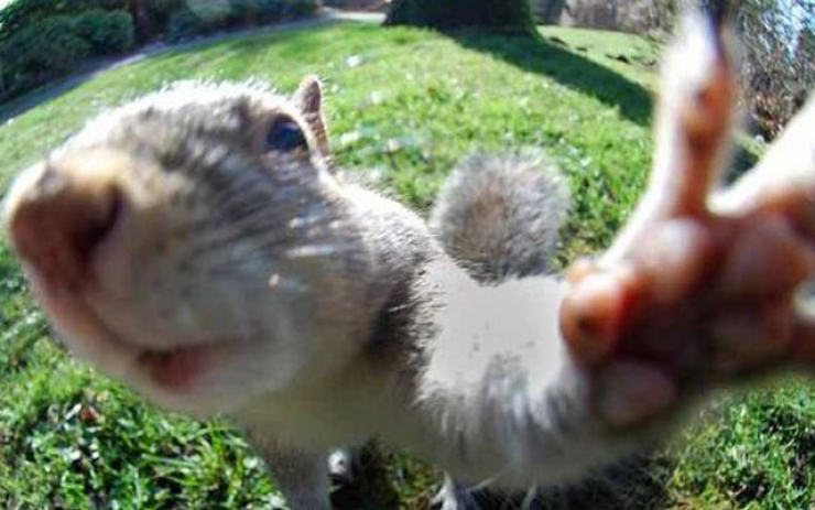 Illustration de l'article : Côté selfies, ces 14 animaux n'ont rien à envier aux humains