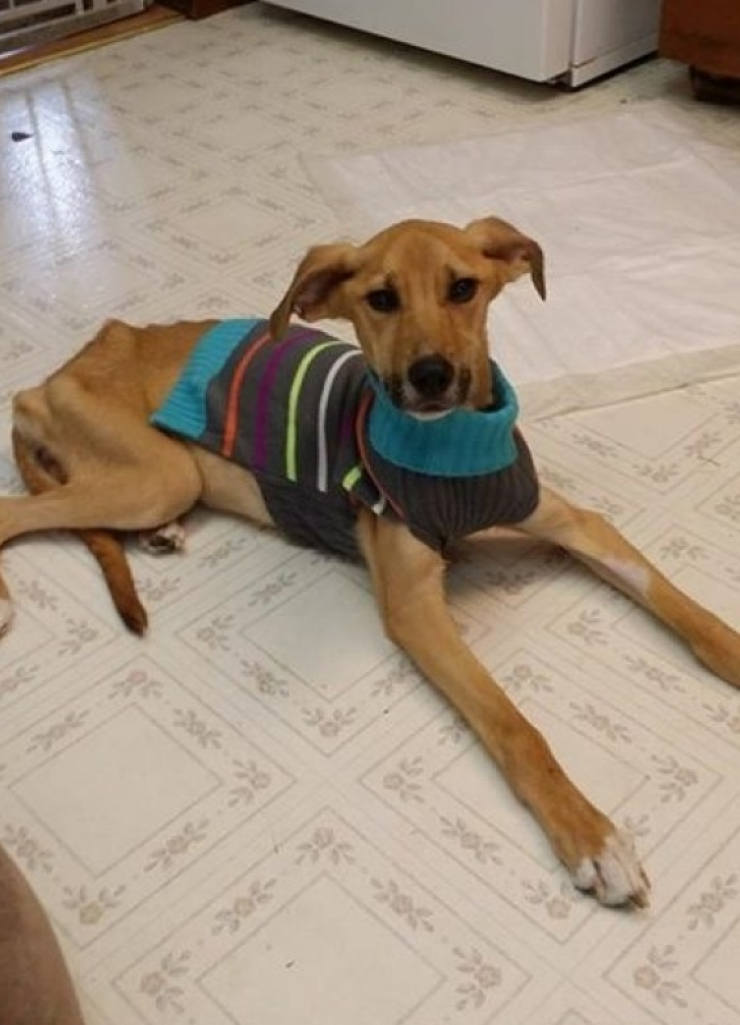 Illustration de l'article : Jet&eacute; parmi les ordures, ce chien a &eacute;t&eacute; sauv&eacute; par un &eacute;boueur