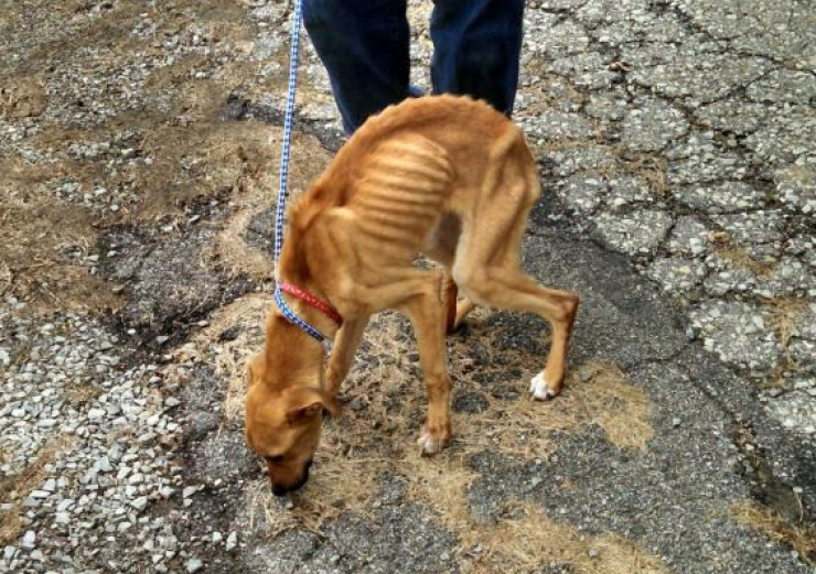 Illustration de l'article : Jet&eacute; parmi les ordures, ce chien a &eacute;t&eacute; sauv&eacute; par un &eacute;boueur