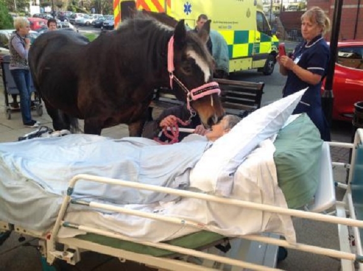 Illustration de l'article : Le seul souhait de cette femme canc&eacute;reuse en phase terminale &eacute;tait de revoir une derni&egrave;re fois son cheval avant de mourir