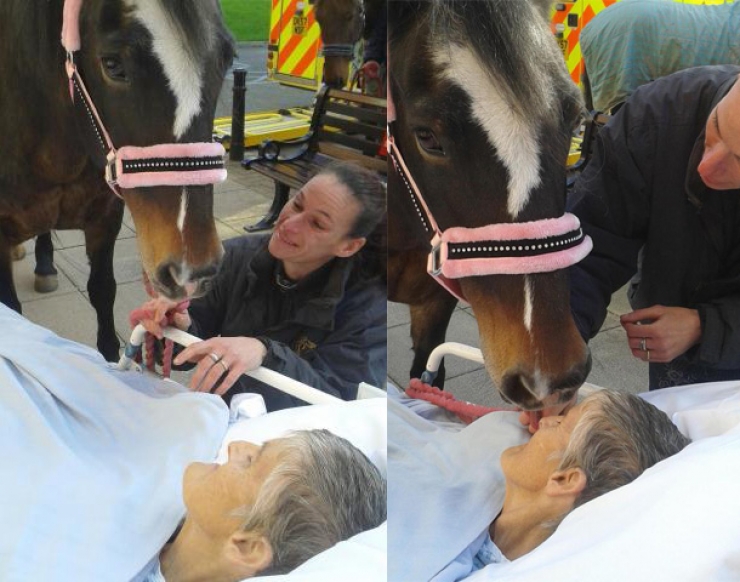 Illustration de l'article : Le seul souhait de cette femme canc&eacute;reuse en phase terminale &eacute;tait de revoir une derni&egrave;re fois son cheval avant de mourir