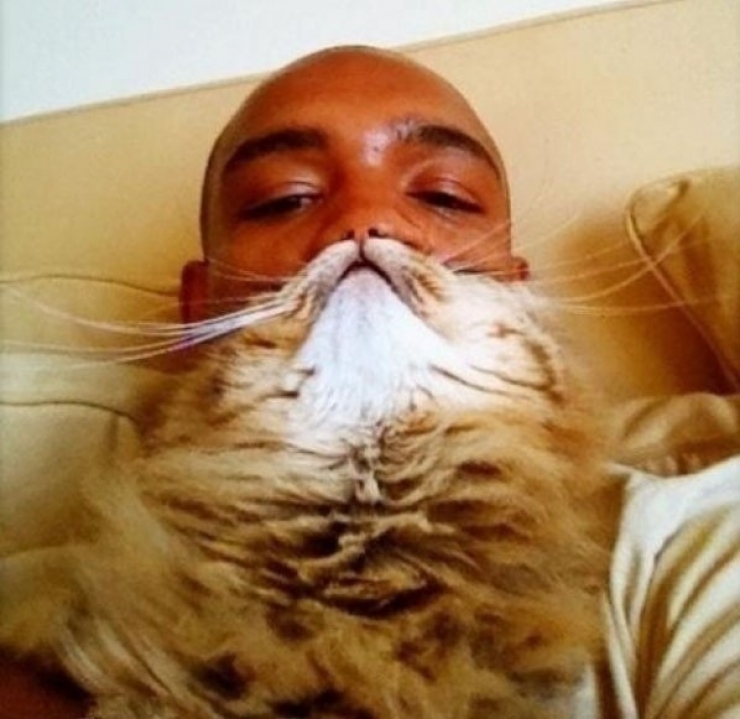 Illustration de l'article : 10 photos marrantes d'internautes dont les chats font office de barbes
