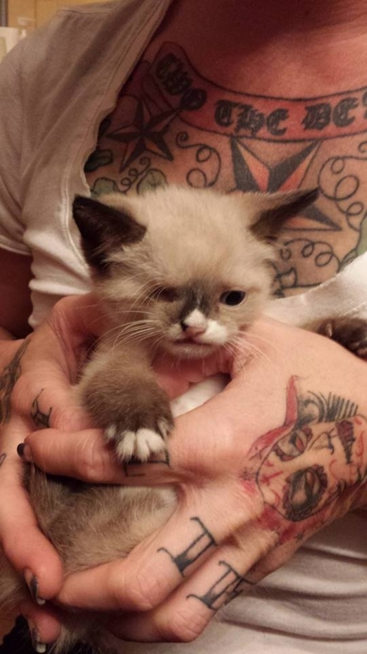 Illustration de l'article : Même avec un oeil en moins, ce chaton est à croquer !