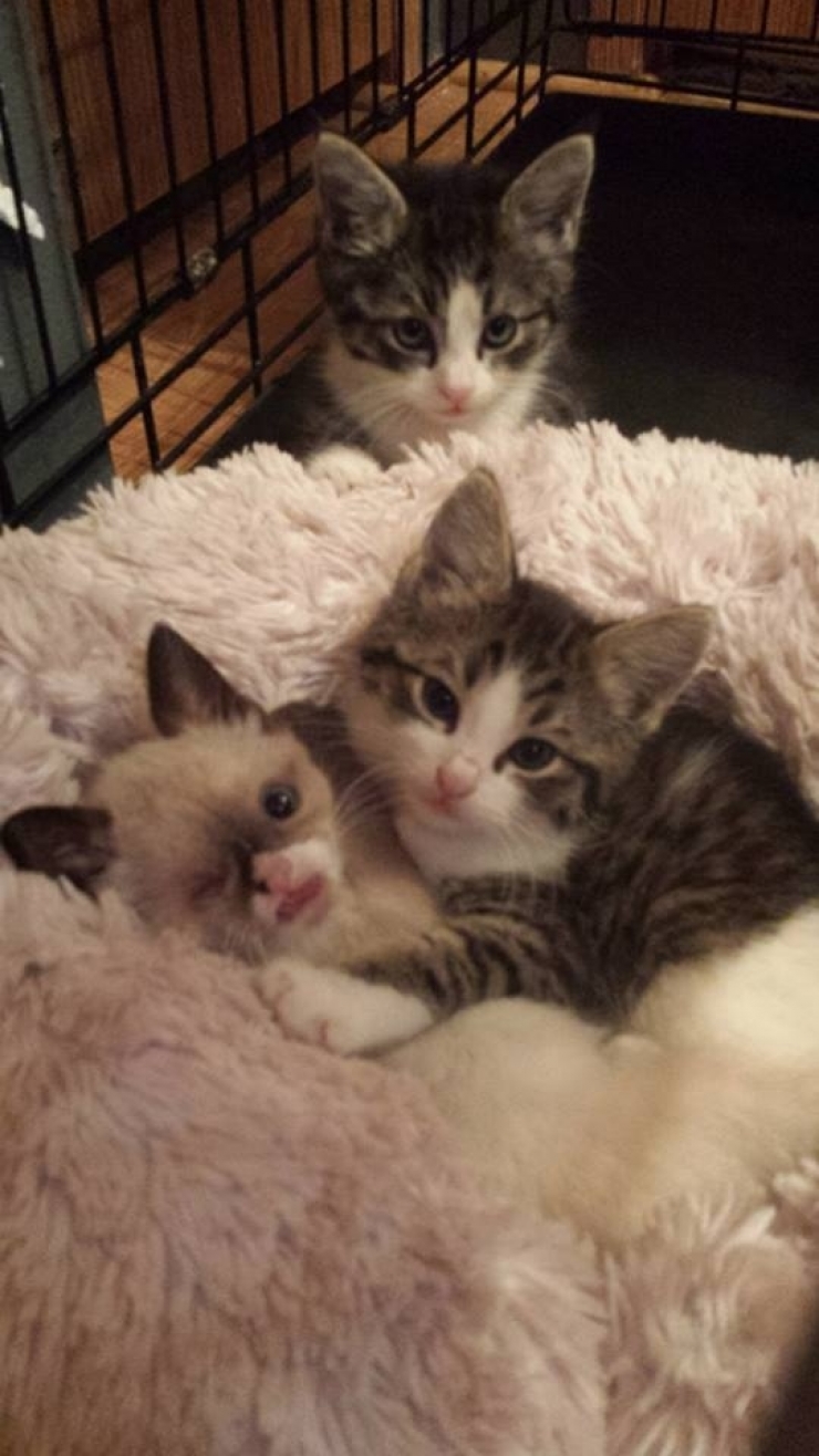 Illustration de l'article : Même avec un oeil en moins, ce chaton est à croquer !