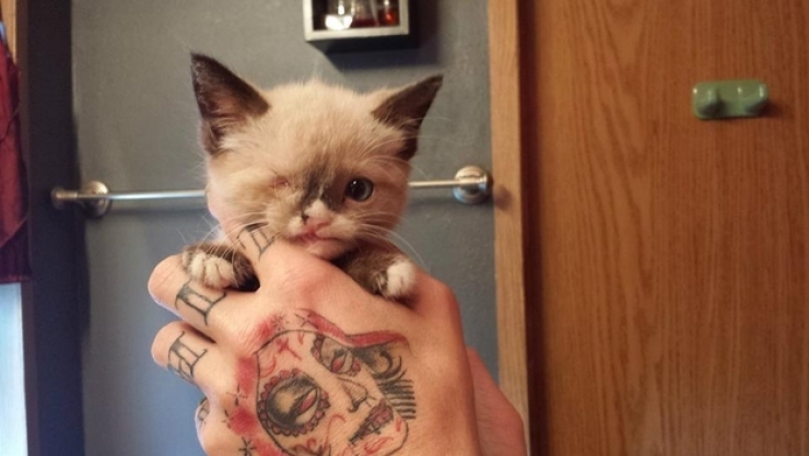 Illustration de l'article : Même avec un oeil en moins, ce chaton est à croquer !