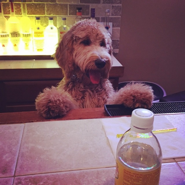 Illustration de l'article : 24 chiens qui prennent leur boulot très au sérieux