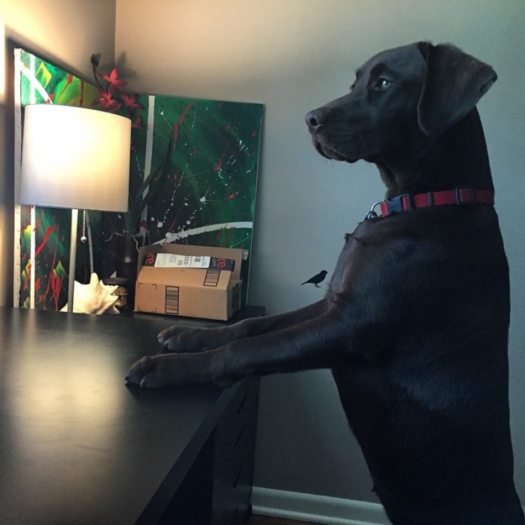 Illustration de l'article : 24 chiens qui prennent leur boulot très au sérieux