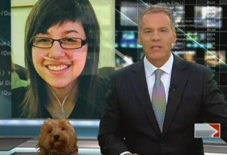 Illustration de l'article : 24 chiens qui prennent leur boulot très au sérieux