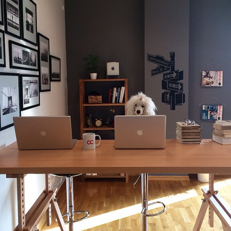 Illustration de l'article : 24 chiens qui prennent leur boulot très au sérieux