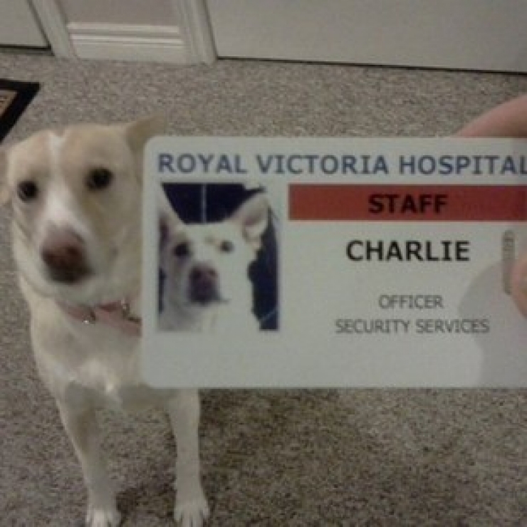 Illustration de l'article : 24 chiens qui prennent leur boulot très au sérieux