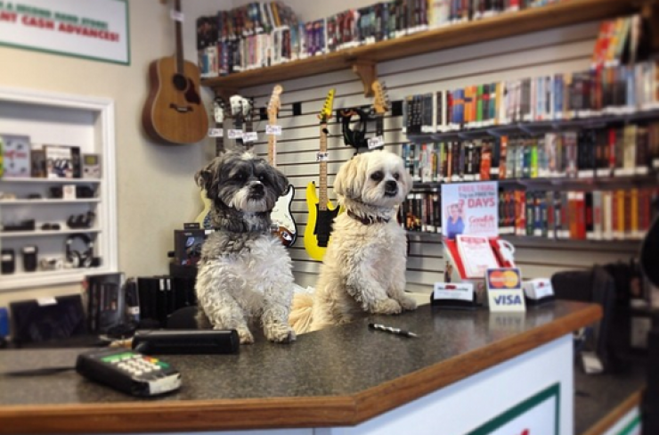 Illustration de l'article : 24 chiens qui prennent leur boulot très au sérieux