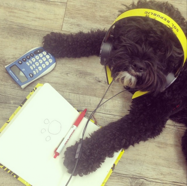 Illustration de l'article : 24 chiens qui prennent leur boulot très au sérieux