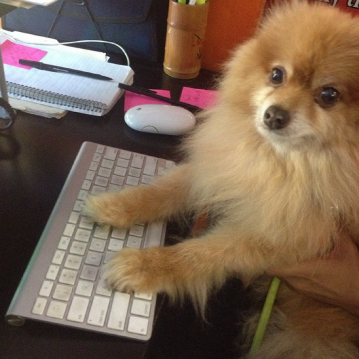 Illustration de l'article : 24 chiens qui prennent leur boulot très au sérieux