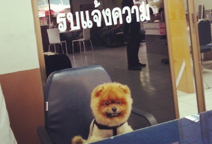 Illustration de l'article : 24 chiens qui prennent leur boulot très au sérieux