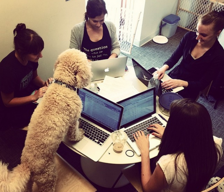 Illustration de l'article : 24 chiens qui prennent leur boulot très au sérieux