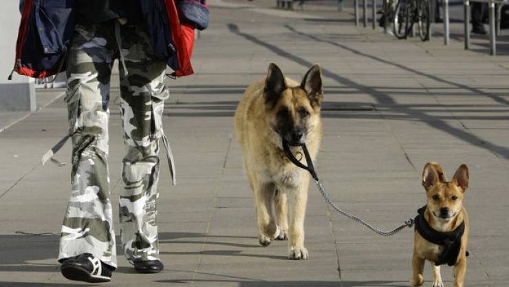 Illustration de l'article : 24 chiens qui prennent leur boulot très au sérieux