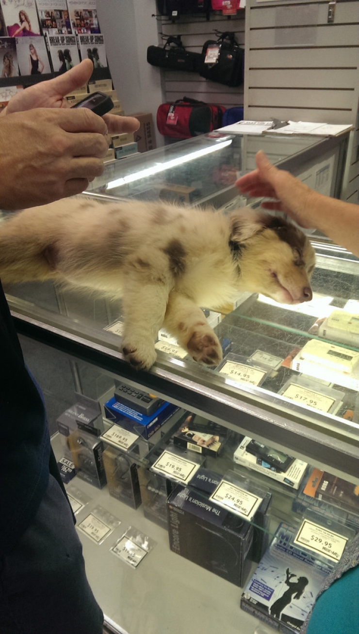 Illustration de l'article : 24 chiens qui prennent leur boulot très au sérieux