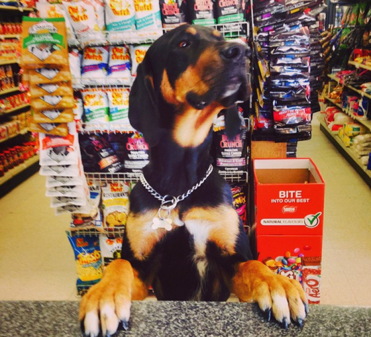 Illustration de l'article : 24 chiens qui prennent leur boulot très au sérieux