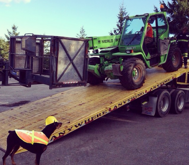 Illustration de l'article : 24 chiens qui prennent leur boulot très au sérieux