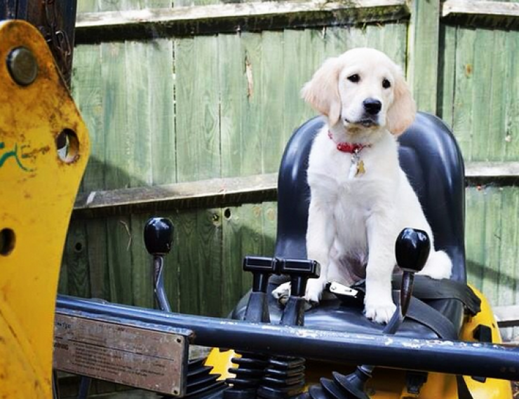 Illustration de l'article : 24 chiens qui prennent leur boulot très au sérieux