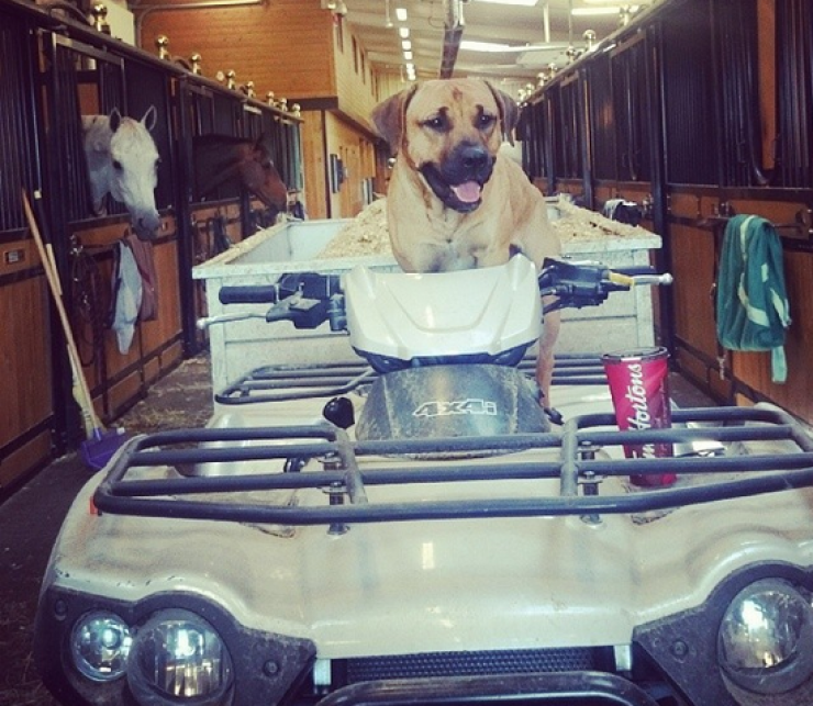 Illustration de l'article : 24 chiens qui prennent leur boulot très au sérieux