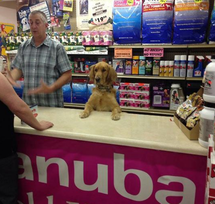 Illustration de l'article : 24 chiens qui prennent leur boulot très au sérieux