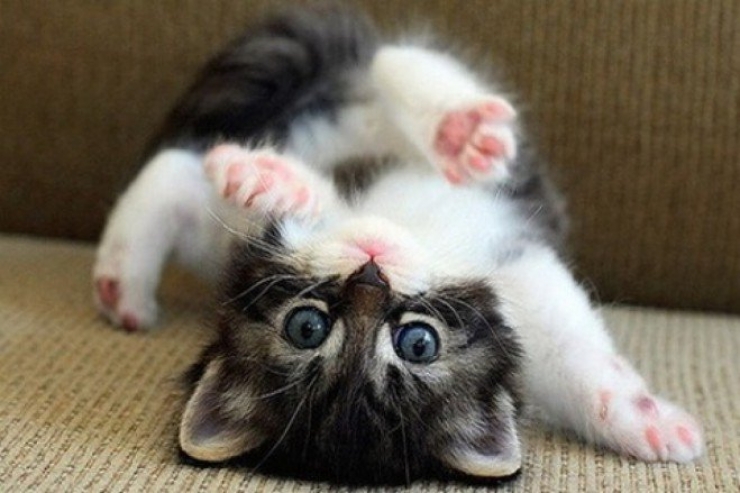 Illustration de l'article : Plus mignon que ces 23 chatons, tu meurs !