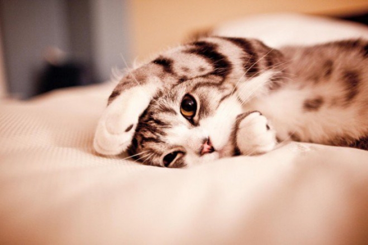 Illustration de l'article : Plus mignon que ces 23 chatons, tu meurs !
