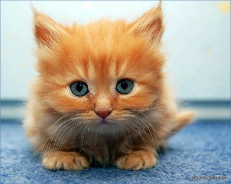 Illustration de l'article : Plus mignon que ces 23 chatons, tu meurs !