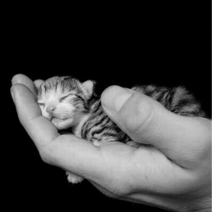 Illustration de l'article : Plus mignon que ces 23 chatons, tu meurs !