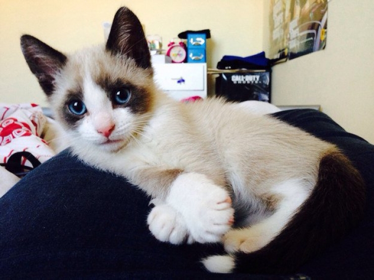 Illustration de l'article : Plus mignon que ces 23 chatons, tu meurs !