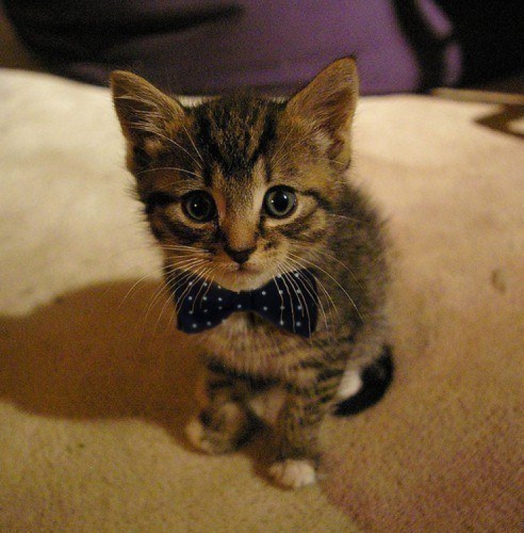 Illustration de l'article : Plus mignon que ces 23 chatons, tu meurs !