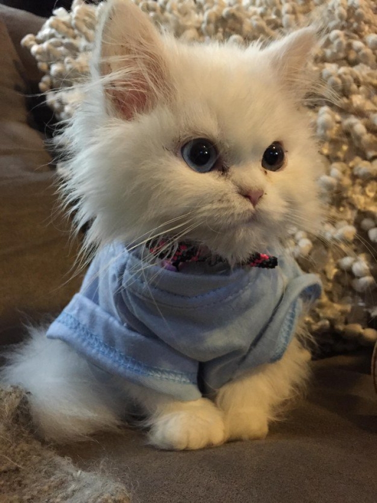 Illustration de l'article : Plus mignon que ces 23 chatons, tu meurs !