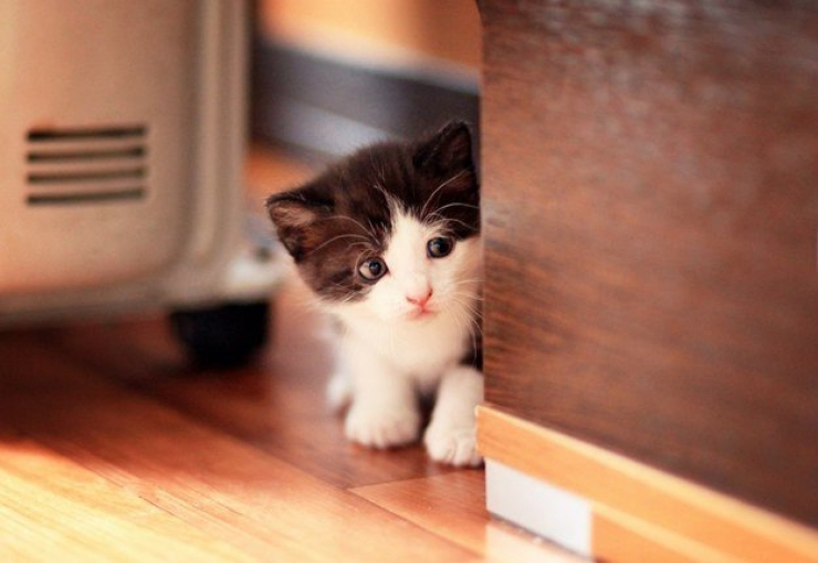 Illustration de l'article : Plus mignon que ces 23 chatons, tu meurs !