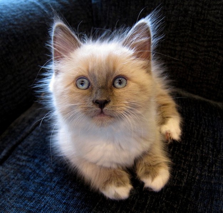 Illustration de l'article : Plus mignon que ces 23 chatons, tu meurs !