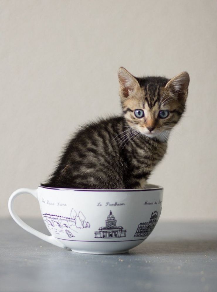 Illustration de l'article : Plus mignon que ces 23 chatons, tu meurs !