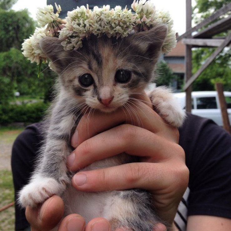 Illustration de l'article : Plus mignon que ces 23 chatons, tu meurs !