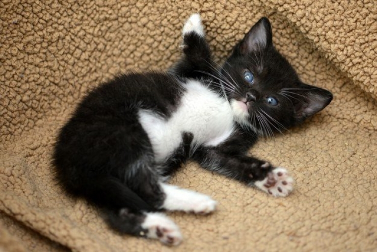 Illustration de l'article : Plus mignon que ces 23 chatons, tu meurs !