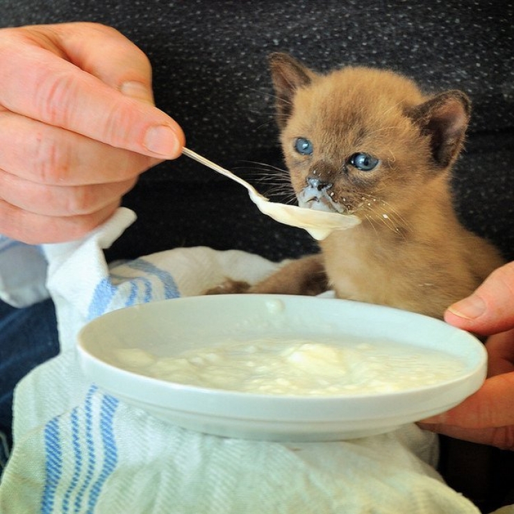 Illustration de l'article : Plus mignon que ces 23 chatons, tu meurs !