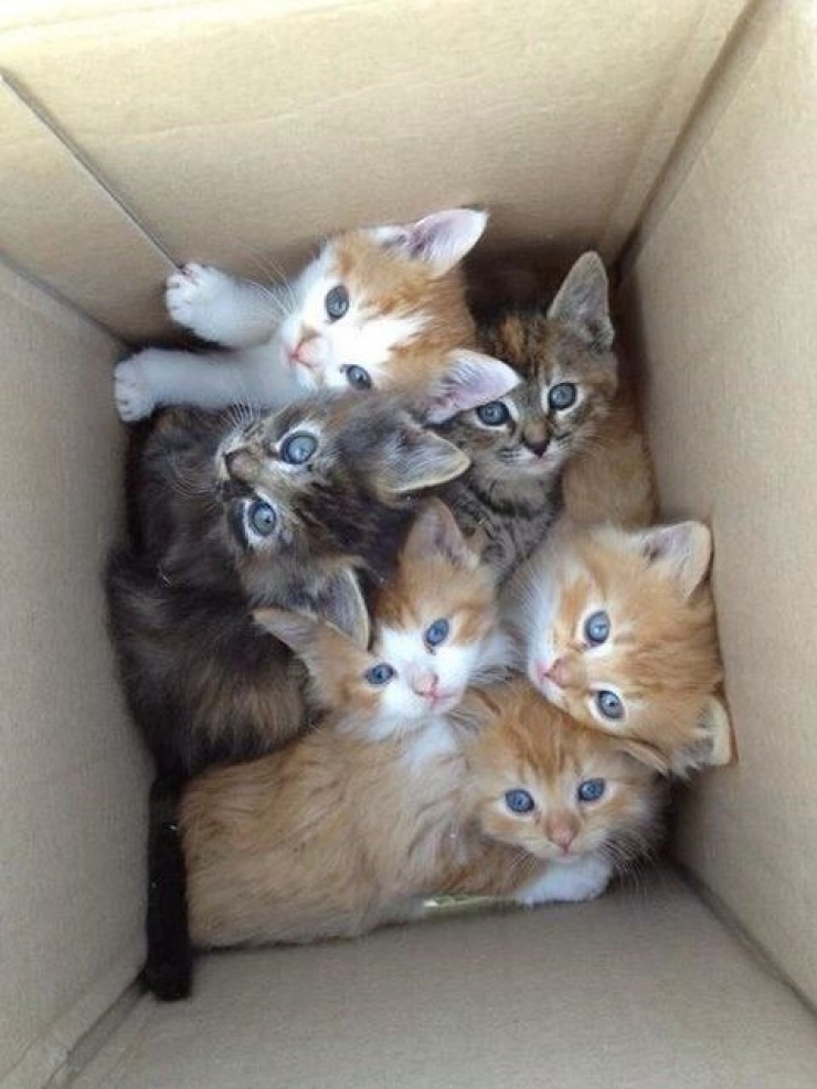 Illustration de l'article : Plus mignon que ces 23 chatons, tu meurs !