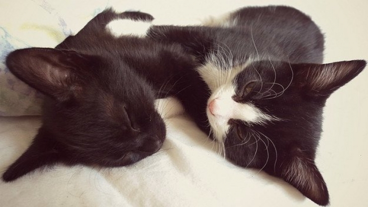 Illustration de l'article : Plus mignon que ces 23 chatons, tu meurs !