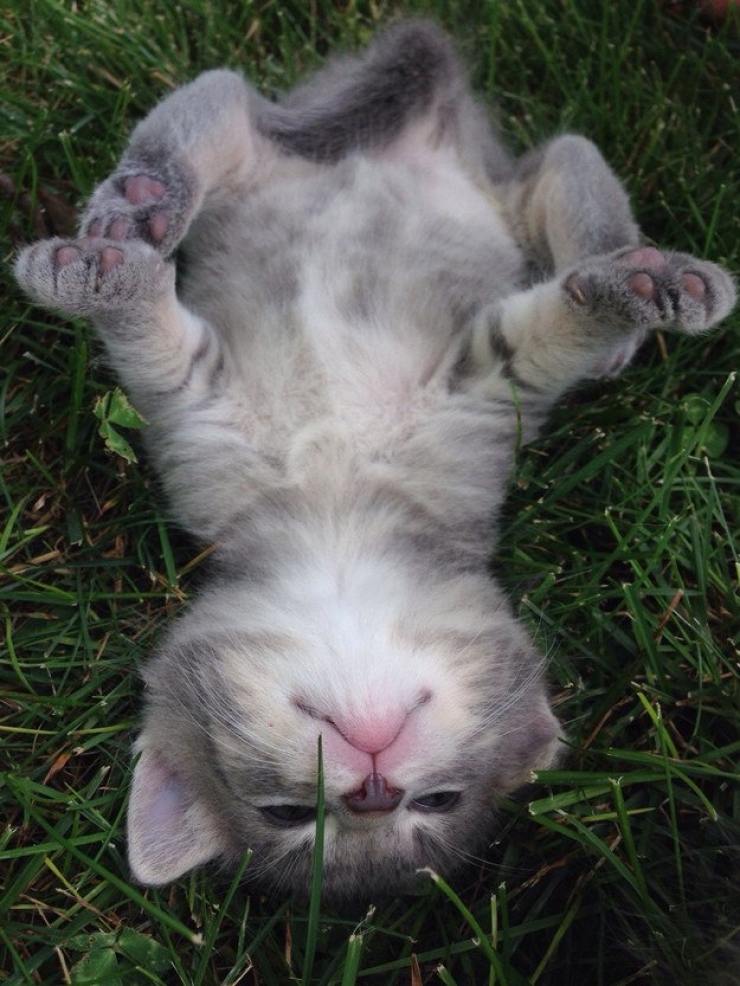 Illustration de l'article : Plus mignon que ces 23 chatons, tu meurs !